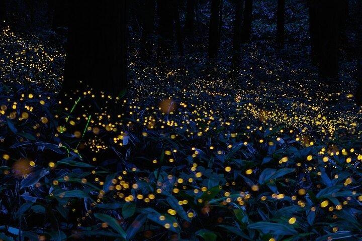 6-hour Private Tour to the Firefly Sanctuary in Puebla