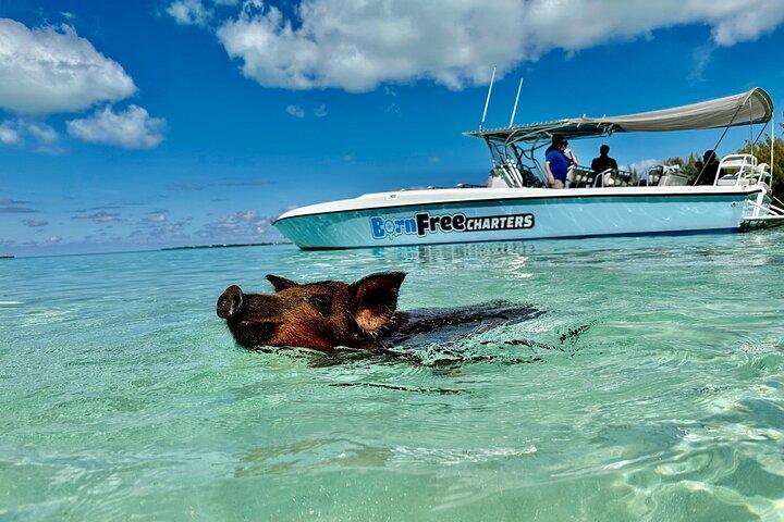 Eleuthera Day Trip with Swimming Pigs and Turtles from Nassau