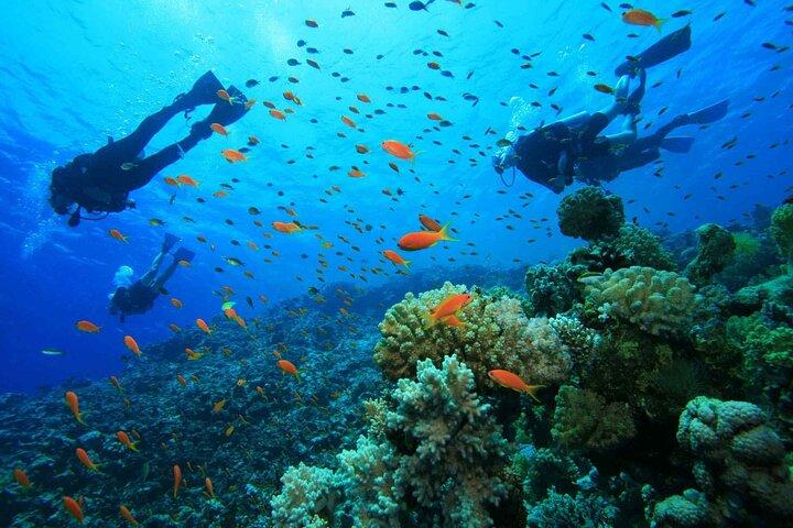Adventure Diving in San Andres for beginners 4 hours