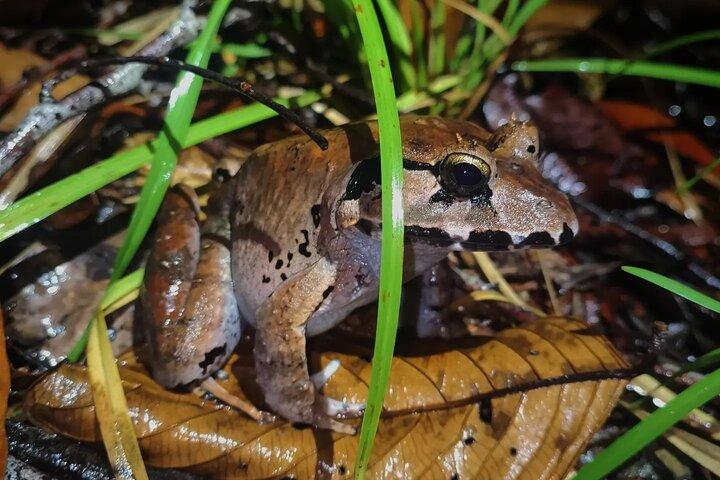 Night Froggy Adventure at Kubah National Park