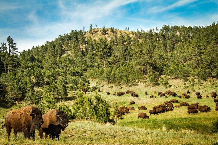 Full-Day Private Sightseeing Tour in South Dakota