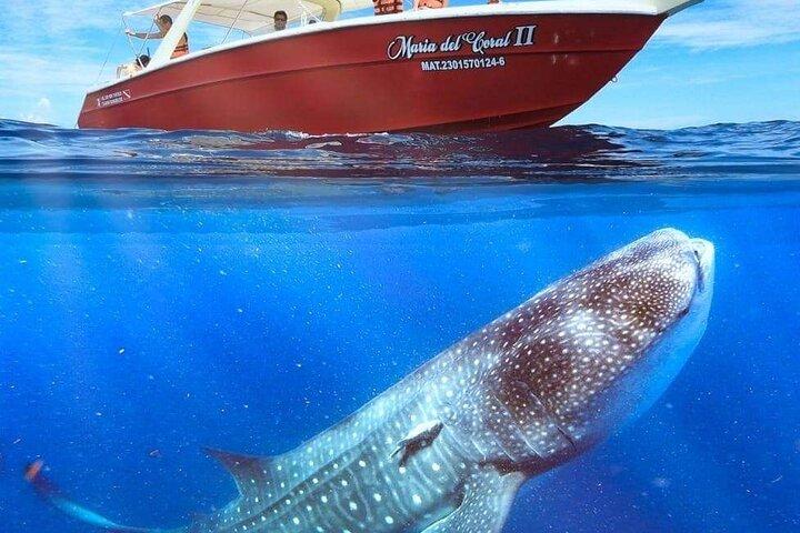 6 Hours Swim with Whale Sharks from Isla Mujeres