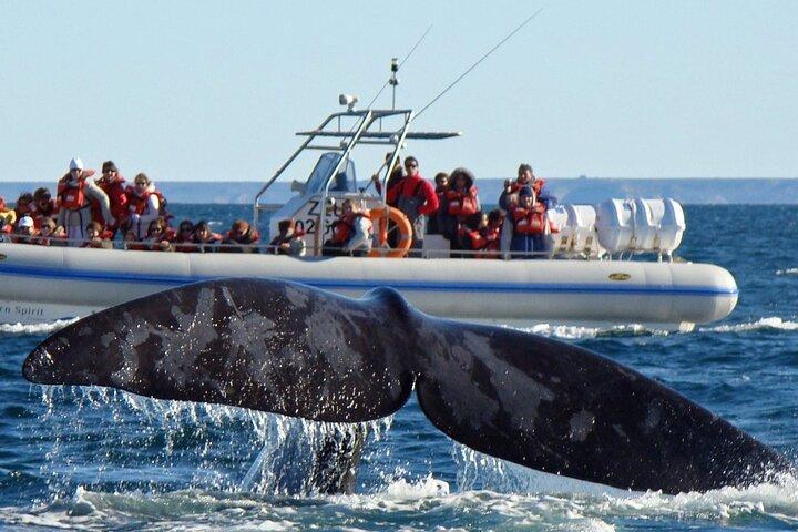 Full Day Peninsula Valdes - optional Whales Watching Navigation 
