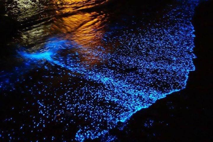 Bioluminescence Experience from Curú Wildlife Refuge