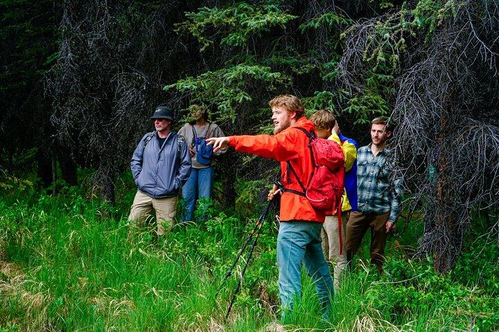 3 Hour Naturalist Walking Tour in Denali National Park