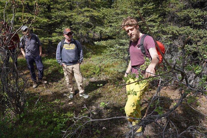 4 Hour Off-Trail Wilderness Wonders Hiking Tour in Denali