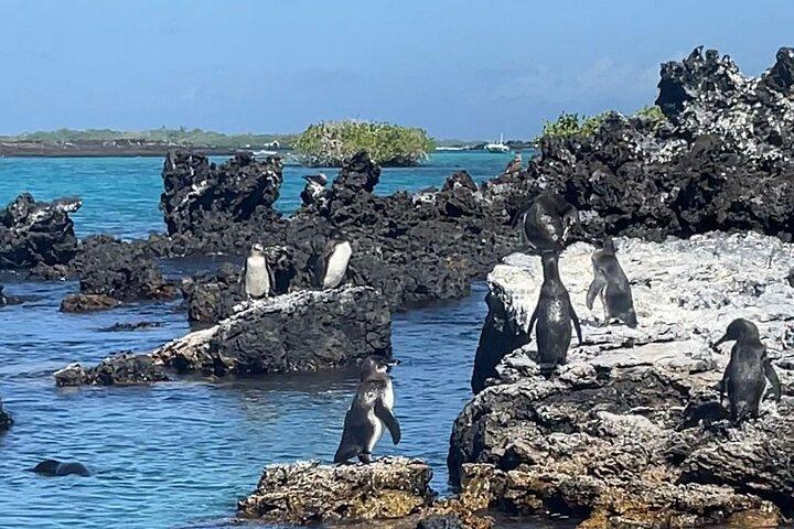 Isabela Island Experience with Penguins, Boobies Flamingos