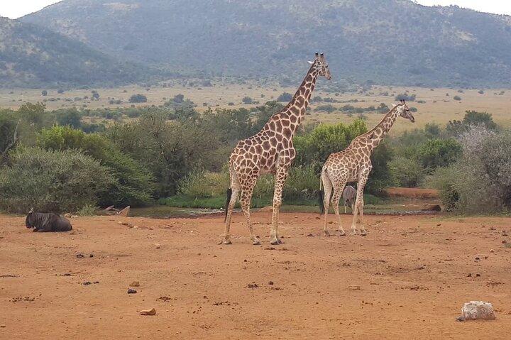 Full day Pilanesberg Safari Tour