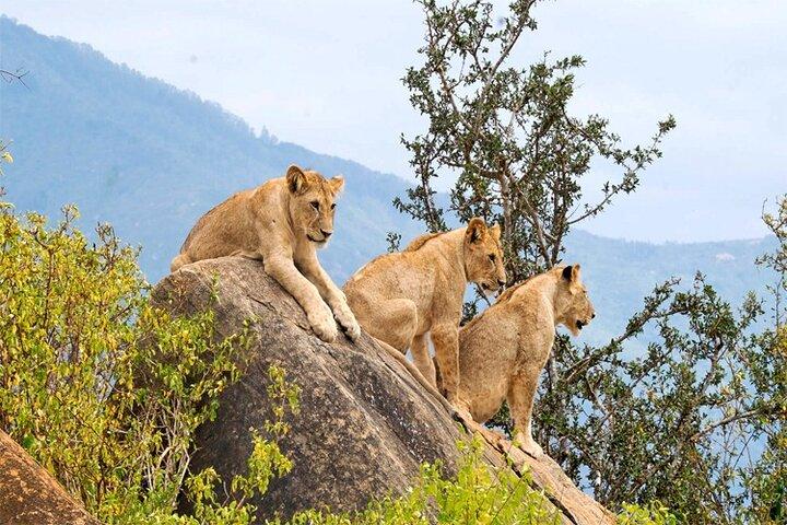 4 Days, 3 Nights - Best thing to do Tsavo East/West and Amboseli 