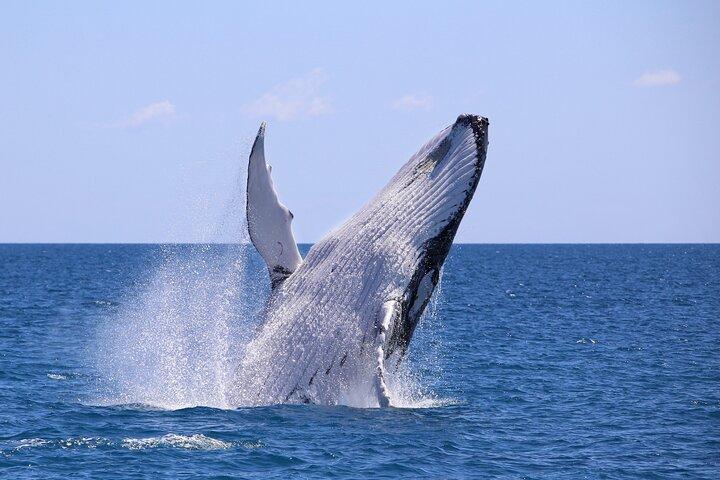 Humpback Whale Watching in Bahia Málaga Colombia