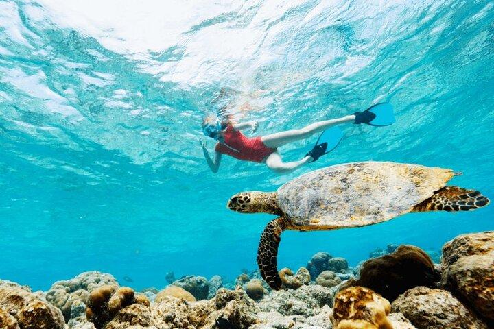 Mauritius : Swim with turtles and Port Louis Street food tour