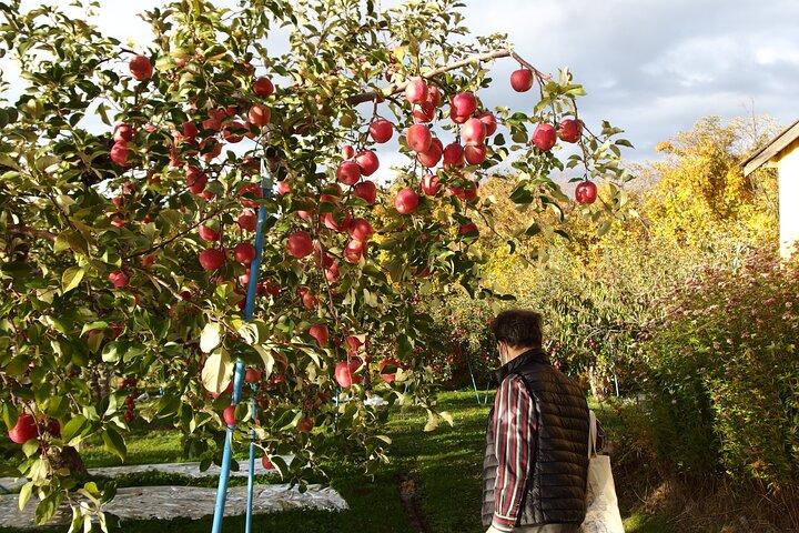 Apple Picking and Hirosaki Full day Private Tour 