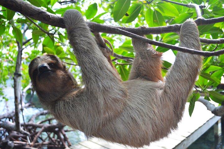 Daniel Johnson Monkey and Sloth Sanctuary and Beach in Roatan
