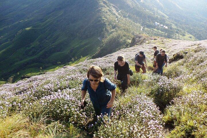 Small-Group Half Day Trekking in Munnar with Breakfast