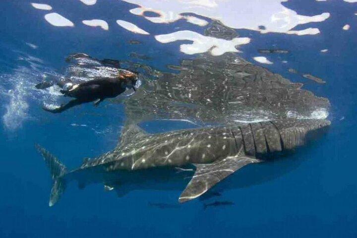 Swim with Whale Shark from Isla Mujeres and Cancun