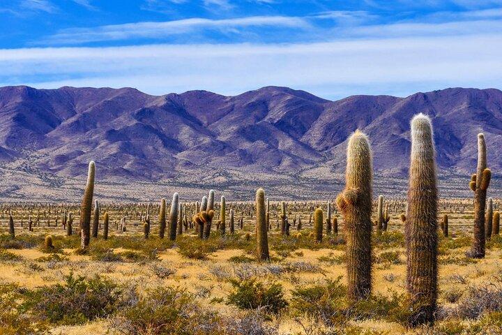 From Salta: Full-day tour to Cachi and Los Cardones National Park