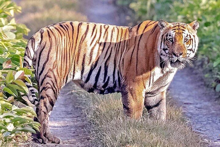 Tiger Tracking Nepal (Chitwan National Park)