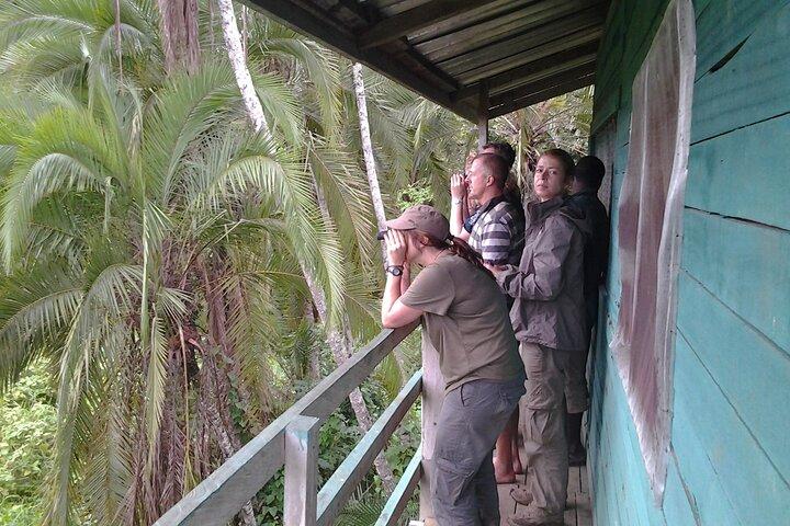 Safari Tour in Cameroon, Lobeke and Campo Maan National Park