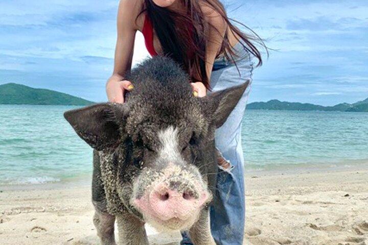 Pig Island Tour by Speedboat with Snorkeling