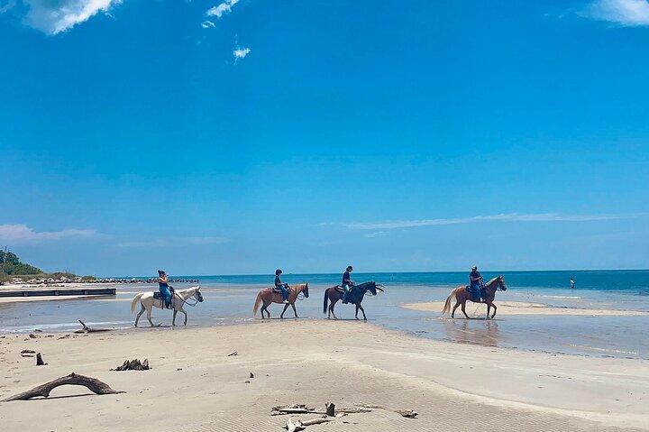 Guided Horseback Riding on The Pristine Waters of Miami Florida