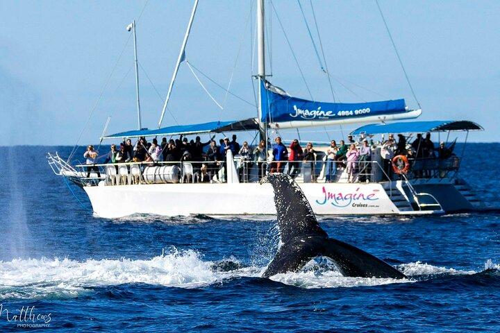 Port Stephens 3 Hour Whale and Dolphin Watch Cruise