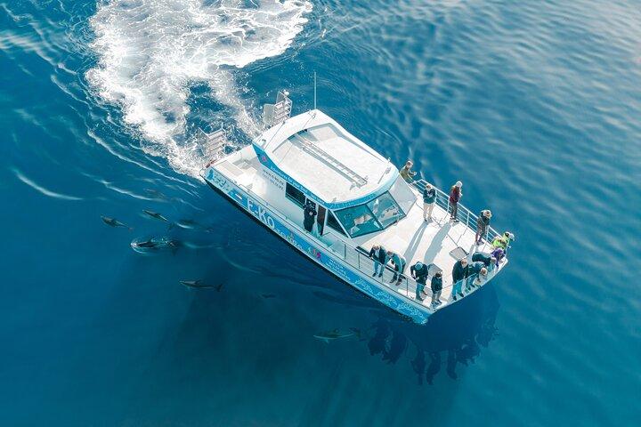 Motuara Wildlife Sanctuary Tour and Dolphin Cruise from Picton