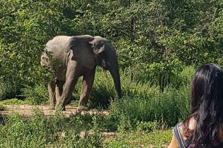Private Full Day Elephant Safari Tour in Mole National Park Ghana