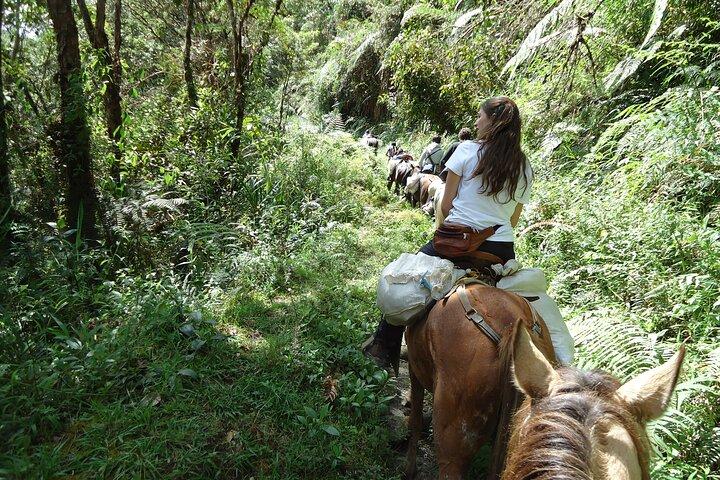 Private Horseback Riding Tour to Tres Chorros Waterfall