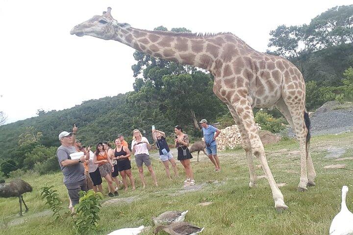 Private Beach Lodge and Giraffe Interaction for Cruise ship Guest