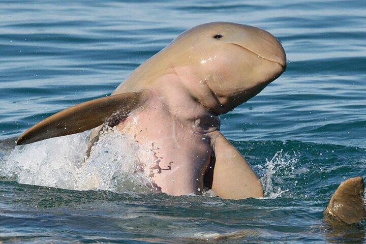 Roebuck Bay Snubfin Dolphin Cruise