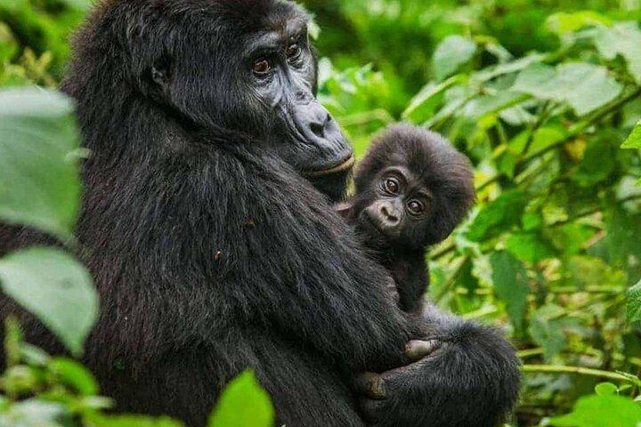 4 Day Gorilla Trekking in Uganda