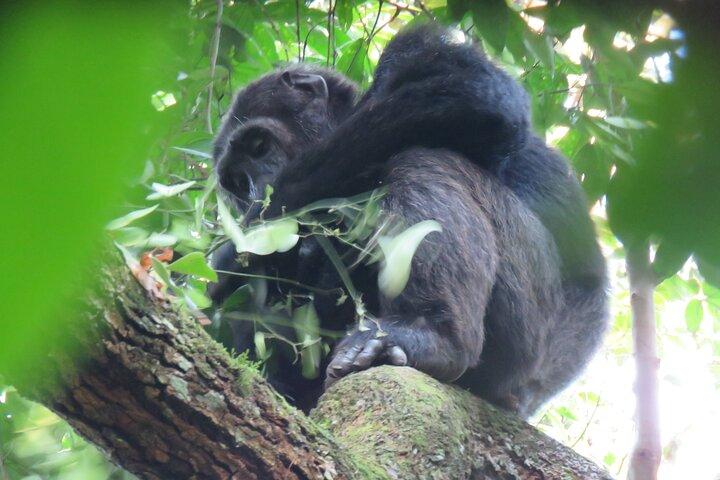 3-Day Chimpanzee Trekking Safari in Kibale Forest