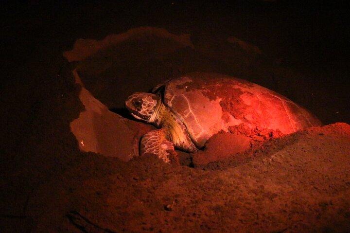 Discover the Wonder of the Nesting of Sea Turtles in Tortuguero