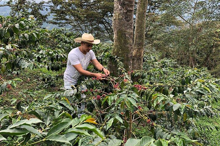 Coffee Farm and Salento Walking Tour with Lunch