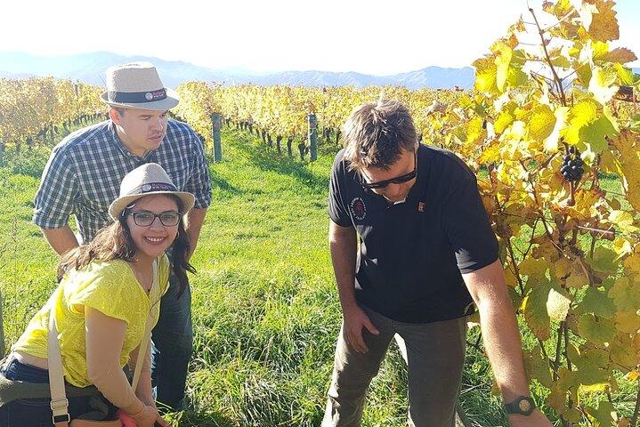 Private Guided Marlborough Wine Tour From Picton NZ