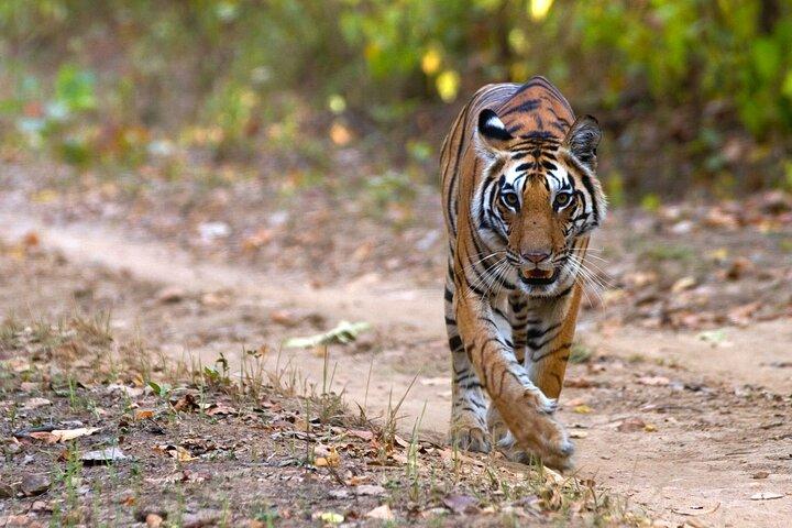11 Days Private wildlife safari tour central India 