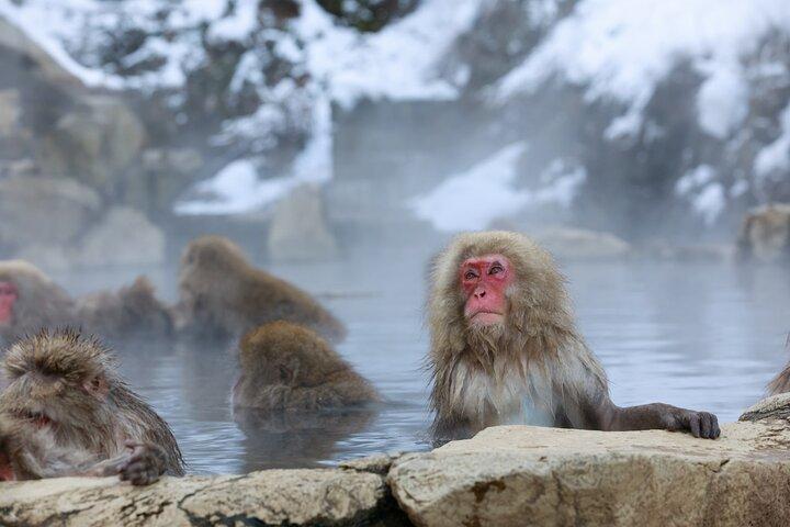 1-Day Private Snow Monkey ZenkoJi Temple & SakeTasting NaganoTour