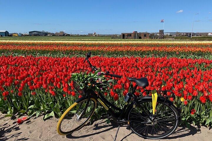 Small Group Bike Tour to Tulips Field in Lisse