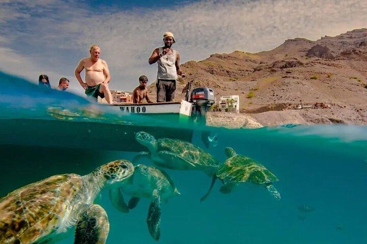 Spectacular experience with sea turtles
