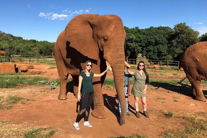 Elephant & Monkey Sanctuary Tour from Johannesburg