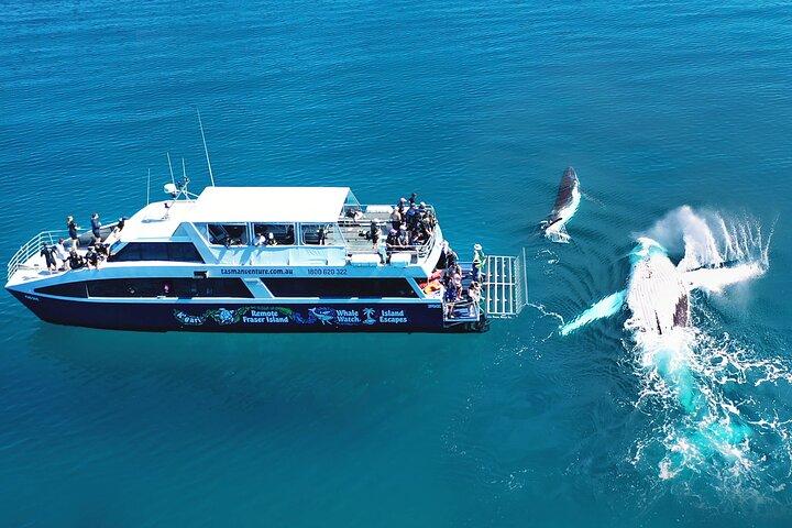 Remote K'gari (Fraser Island) & Whale Experience