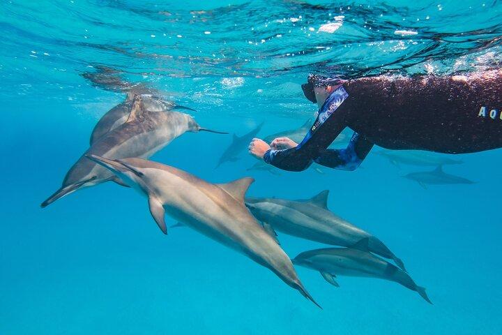 Dolphin House Samadai Reef Boat Snorkeling Trip from Marsa Alam