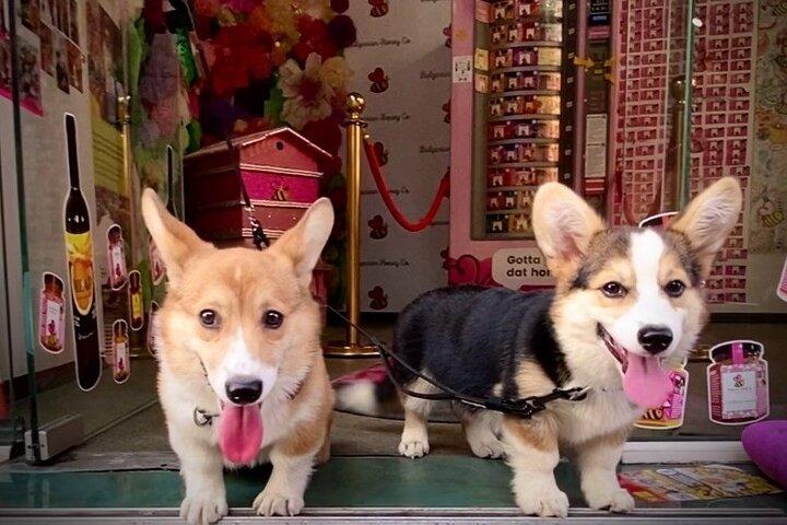Honey and Mead Tasting with Corgis
