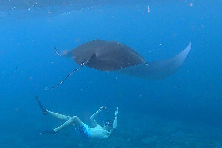 Best snorkel to meet Manta Rays in Nusa Penida