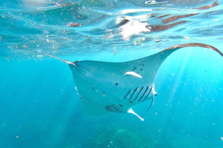 4 Spots Snorkeling Tour with Manta Rays in Nusa Penida