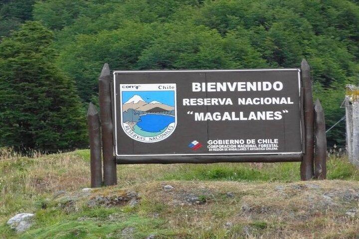 Magallanes Reserva and City Tour. Private Shore Excursion.