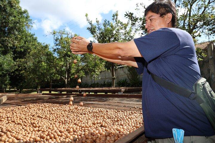  Half Day Macadamia and Coffee Tour from Quetzal Port