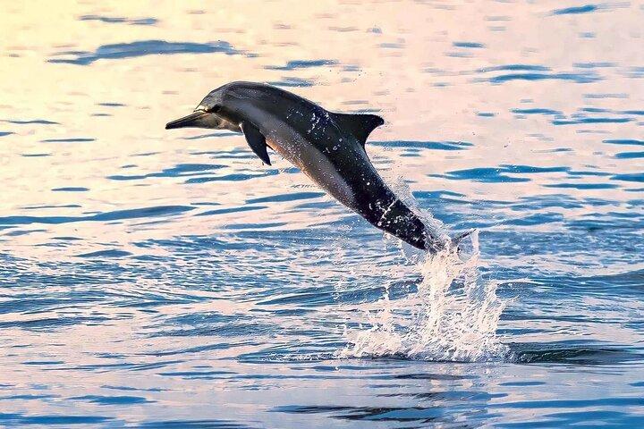 Experience Dolphin watching and snorkeling in Muscat