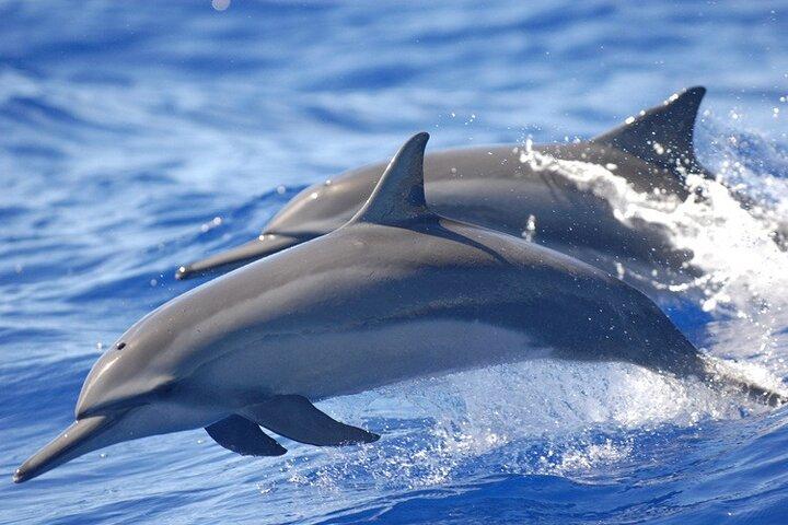 Full day Shared Speedboat Tour - South West Lagoon Dolphin Swim