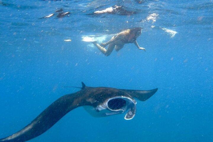 Swim with Manta Rays: Snorkeling Day Trip from Bali